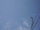 thumbs/pict0387.jpg