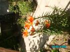 thumbs/pict0095.jpg