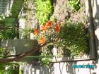 thumbs/pict0097.jpg