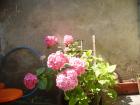 thumbs/pict0265.jpg