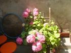 thumbs/pict0266.jpg