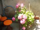 thumbs/pict0267.jpg