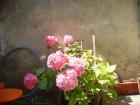 thumbs/pict0265.jpg