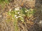 thumbs/pict0239.jpg