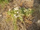 thumbs/pict0239.jpg