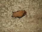 thumbs/PICT1447.jpg