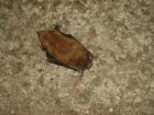 thumbs/PICT1448.jpg