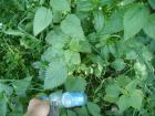 thumbs/PICT1470.jpg