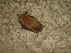 thumbs/PICT1448.jpg