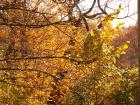 thumbs/pict0054.jpg