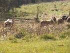 thumbs/pict0065.jpg