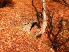 thumbs/pict0104.jpg