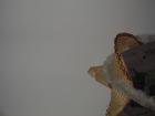 thumbs/pict0138.jpg