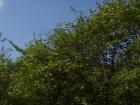 thumbs/pict0112.jpg