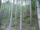 thumbs/pict0252.jpg