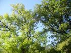 thumbs/pict0230.jpg