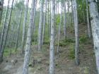 thumbs/pict0252.jpg