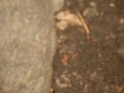 thumbs/pict0175.jpg