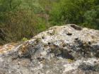 thumbs/pict1135.jpg