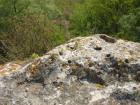 thumbs/pict1135.jpg