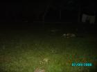thumbs/pict0087.jpg
