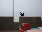 thumbs/pict1169.jpg